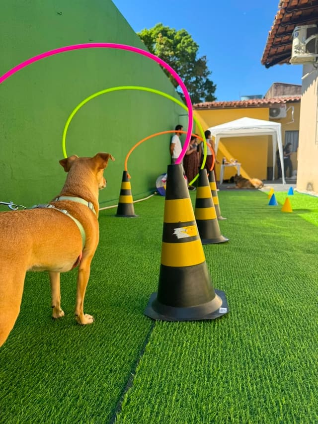 Cão no circuito de cones do espaço de recreação