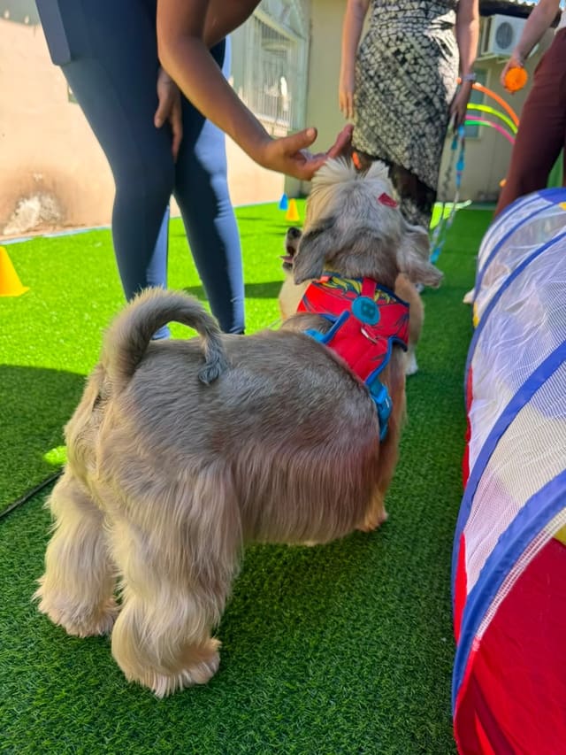 Cão brincando no túnel com acompanhamento da equipe
