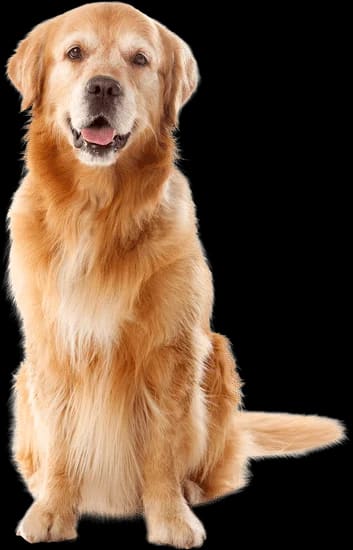 Cão golden retriever sentado