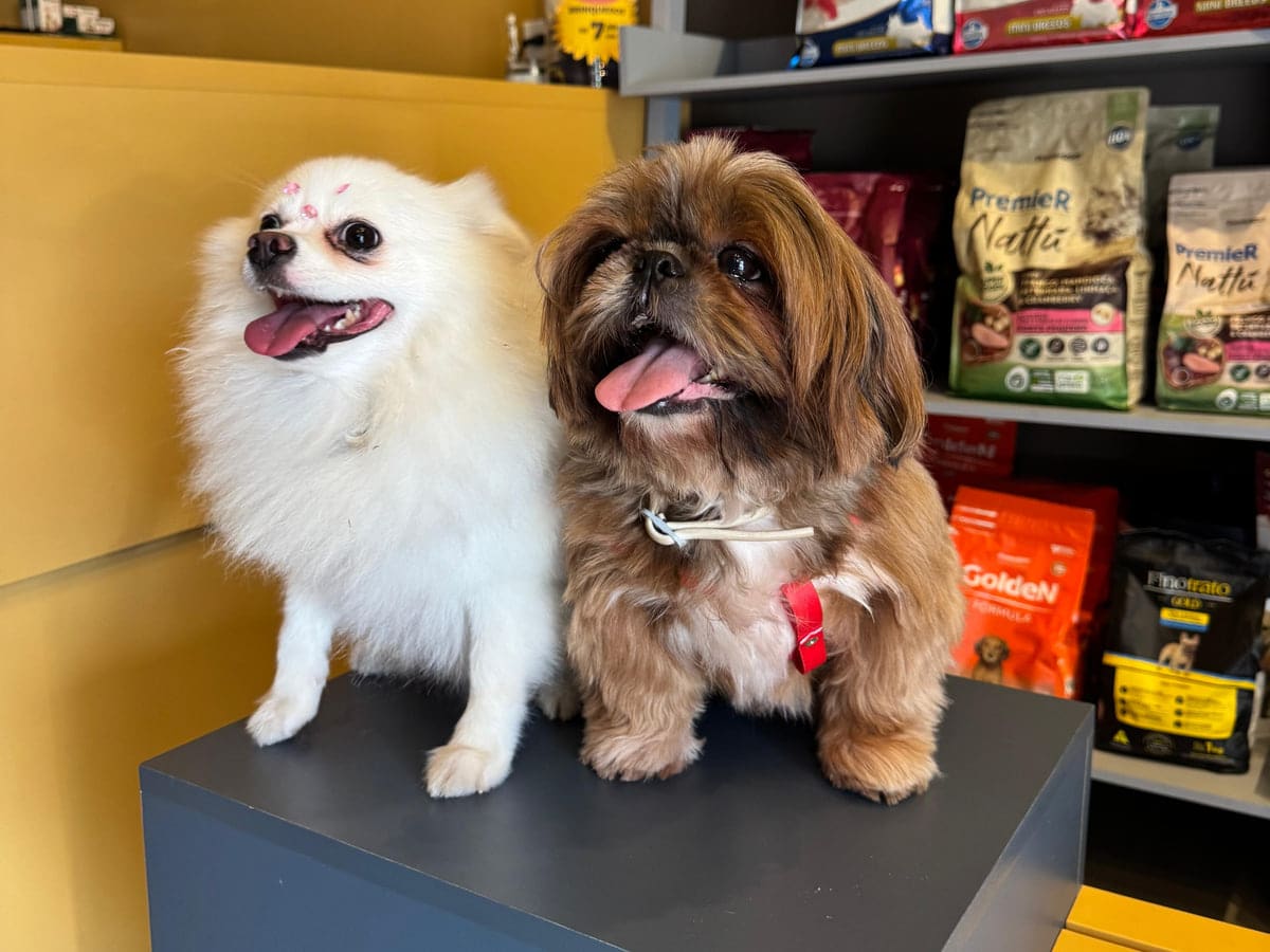 Dois cães tosados sobre o banco da loja, com as prateleiras de ração ao fundo
